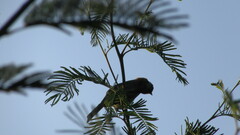 Zonotrichia capensis