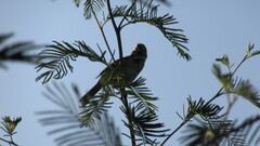 Zonotrichia capensis