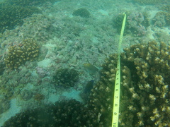 Stegastes flavilatus