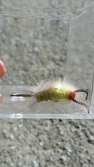 Orgyia leucostigma