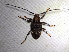Lagocheirus binumeratus