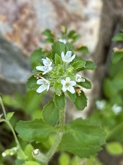 Phyllopodium bracteatum