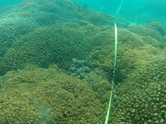 Thalassoma lucasanum