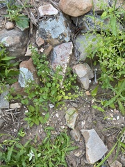 Phyllopodium bracteatum