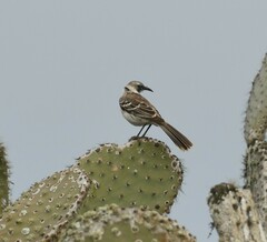 Mimus parvulus barringtoni