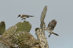 Mimus parvulus barringtoni