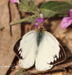 Cepora nerissa