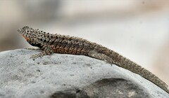 Microlophus barringtonensis