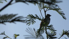Zonotrichia capensis
