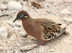 Zenaida galapagoensis galapagoensis