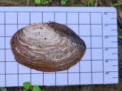 Sinanodonta woodiana