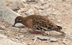 Zenaida galapagoensis galapagoensis