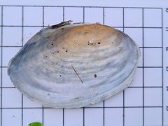 Sinanodonta woodiana