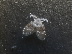 Clogmia albipunctata