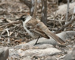 Mimus parvulus barringtoni
