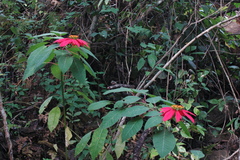 Euphorbia pulcherrima