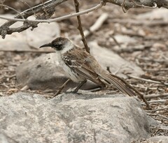 Mimus parvulus barringtoni