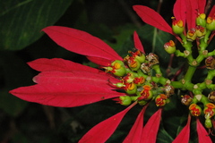 Euphorbia pulcherrima