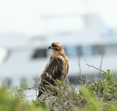 Buteo galapagoensis