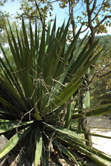 Furcraea guerrerensis