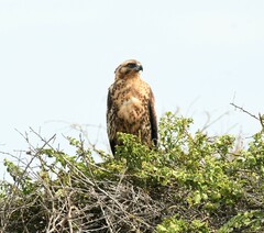 Buteo galapagoensis