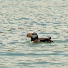 Fratercula corniculata