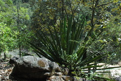 Furcraea guerrerensis