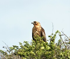 Buteo galapagoensis