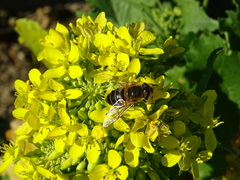 Eristalis similis