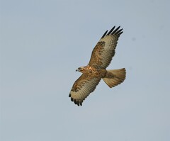 Buteo galapagoensis