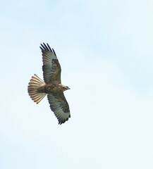 Buteo galapagoensis