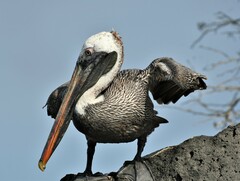 Pelecanus occidentalis urinator