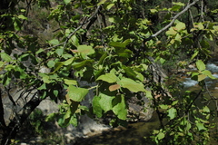 Populus guzmanantlensis