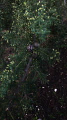 Cupressus lusitanica