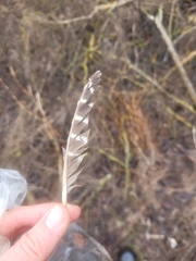 Perdix perdix