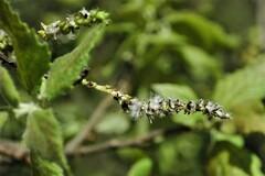 Populus guzmanantlensis