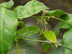 Vincetoxicum dalzellii