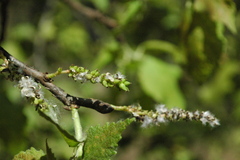Populus guzmanantlensis