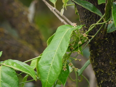 Vincetoxicum dalzellii