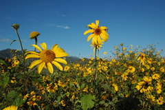 Tithonia