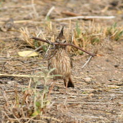 Coryphistera alaudina