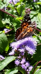 Vanessa virginiensis