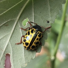 Calligrapha polyspila