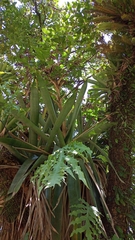 Vriesea altodaserrae