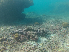 Ophioblennius steindachneri