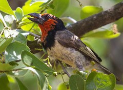Lybius torquatus torquatus