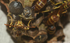 Mischocyttarus mexicanus cubicola
