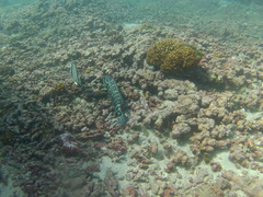 Cephalopholis panamensis