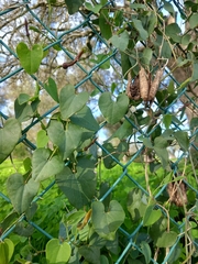 Aristolochia baetica