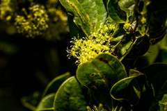 Smilax anceps